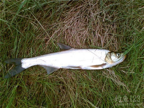 春季野钓白条鱼