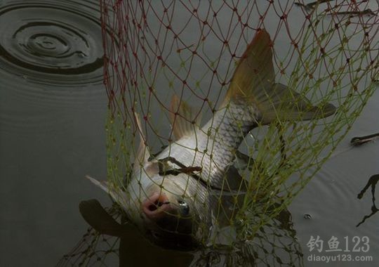 2015年元旦垂钓龙尾山渔获十几斤
