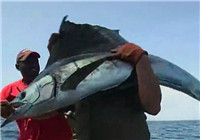 《海釣視頻》 男子手把線海釣連獲大旗魚