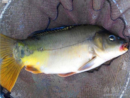 釣鯉魚