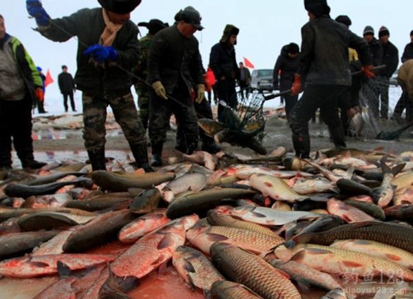 2015年新疆博斯腾湖冬季捕鱼活动头网捕获15吨