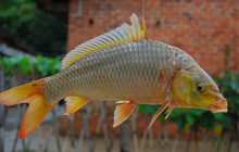 《釣友原創(chuàng)釣魚視頻》春季野河垂釣大鯉魚