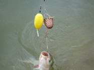 夏季钓鱼鱼饵要清淡香甜注意雾化