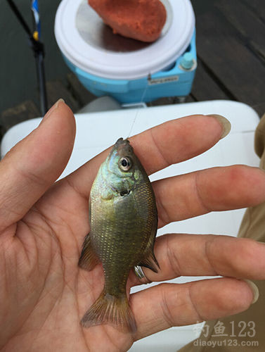 釣魚人必看