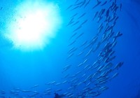 深海垂钓如何挑选钓具和选择钓点