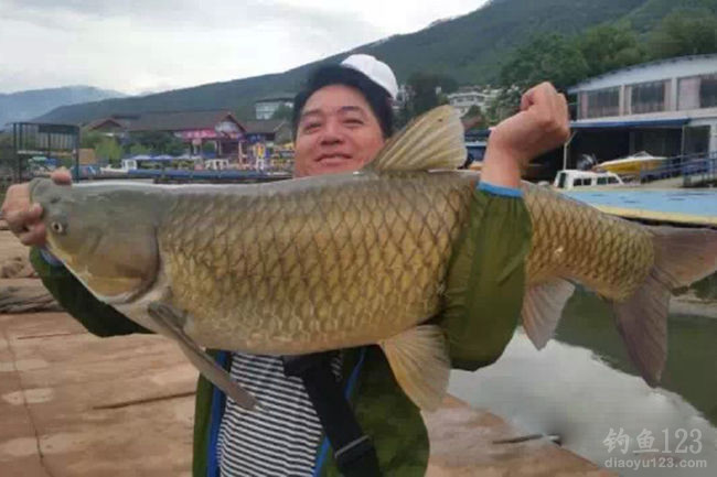 中国最大的草鱼王图片