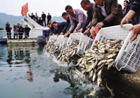 《中国垂钓周刊》第19期 放鱼日引发放鱼注意事项