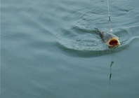 夏季杂鱼塘中手竿垂钓鲢鳙技巧