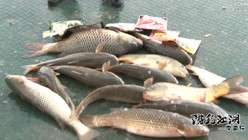 《游釣江湖》第二季 第16集 天津鴨淀釣獲鯉魚梭魚