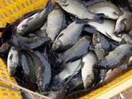 《釣點大對決》第50集 天津靜海垂釣園黑坑掐魚比賽(2)