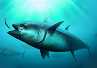 《中国垂钓周刊》第26期 钓友中国南海钓出200斤巨型金枪鱼