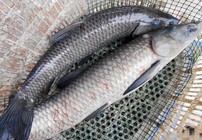 熟土豆塊作魚餌釣獲黑坑大青魚