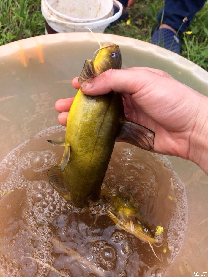 乡下池塘2斤大的黄鸭叫:! 蚯蚓饵料钓鲢鳙鱼