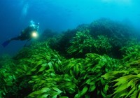 海藻孳生水域不宜海钓的原因分析
