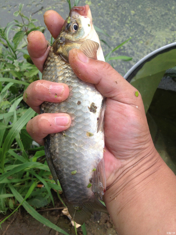 黄圩野河 擒鲤,拉板鲫!