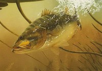 野外路亚鳜鱼的钓具搭配和拟饵操控手法