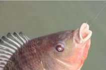 钓罗非鱼最常用的饵料类型和特点