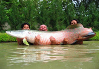 《钓鱼视频》亚马逊雨林擒获三百多斤巨骨舌鱼