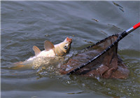 钓鲤鱼选钓位和调配鱼饵的技巧（上）