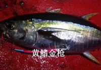 《釣友原創(chuàng)釣魚視頻》 女漢子海釣搏殺金槍魚