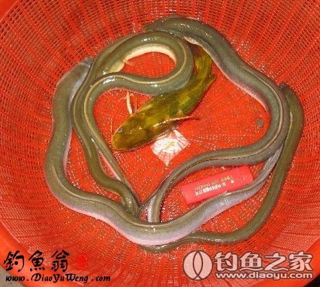 钱塘江野生江鳗特征图片