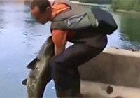 《垂钓对象鱼视频》 河流出水口钓获野生大鲶鱼