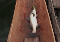 《路亚钓鱼视频》 男子自然水域路亚钓鲈鱼