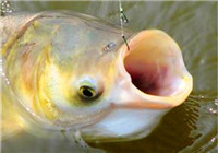 分享夏季水库野钓鲢鳙鱼的饵料使用经验