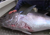 《海釣視頻》 硬漢海釣擒獲巨型金槍魚