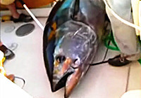 《海钓视频》 夏季海钓148公斤蓝鳍金枪鱼
