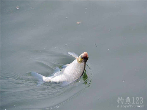 釣鳊魚(yú)