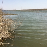 这两天去黄沙河很频繁的！出鱼很好很漂亮