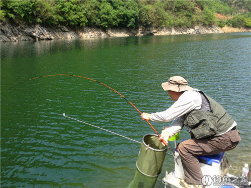 提竿遛魚