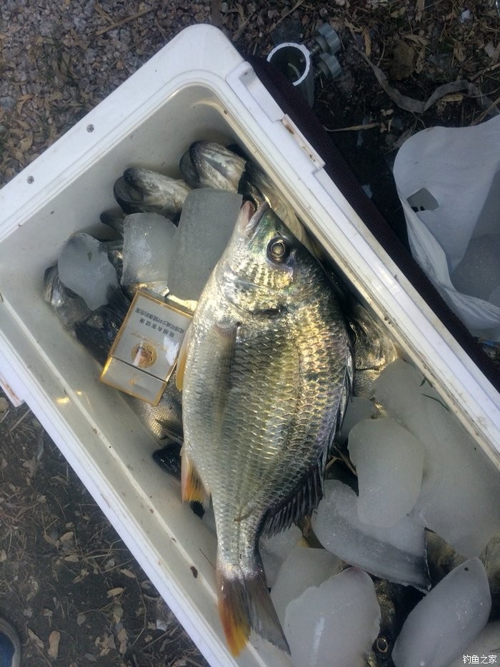 去年釣的 釣魚之家餌料釣鱸魚