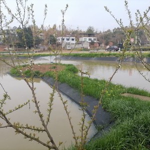 陈哥生态鱼垂钓基地