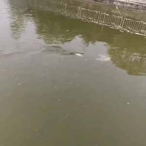 泸州鱼塘
