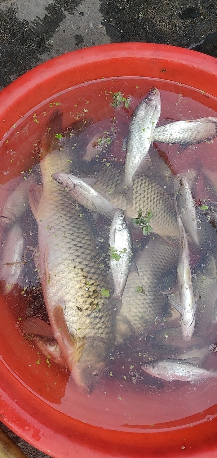 一直都是釣鯽魚,結果碰了三鯉魚