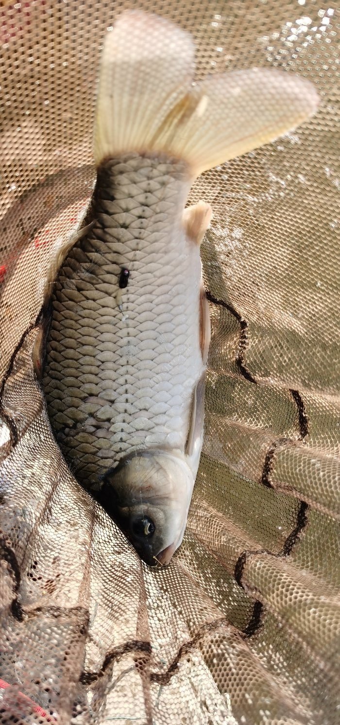 羅飛小鯽魚來報道,4點左右上了這條大鯽魚,刷新我目前釣到最大鯽魚的