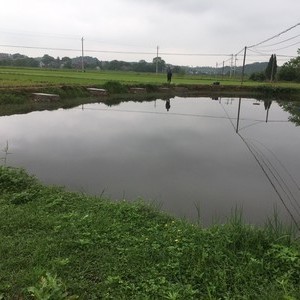 长塘镇西村彭家村休闲钓场