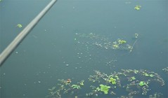 《缘鱼》钓鱼：河道岔口处撒上一把酒米，30分钟以后窝点上方都是鱼泡泡。