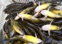 垂釣黃顙魚實用技巧