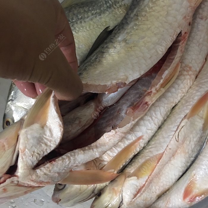 野戰藍鯽釣泰鯪 釣魚app顯示不宜釣魚