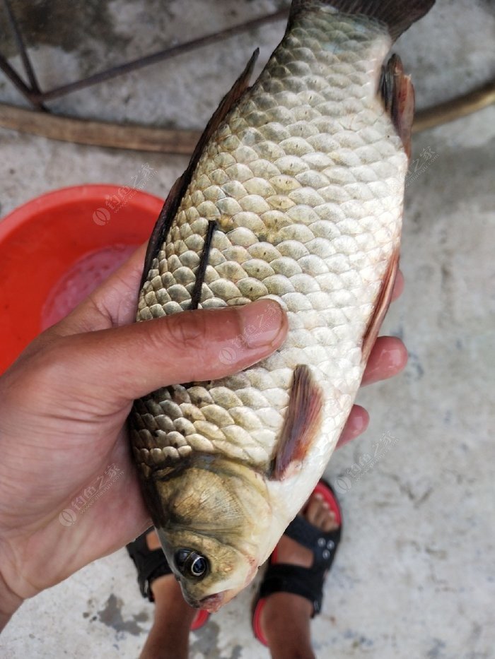 野釣釣到一個超級大鯽魚