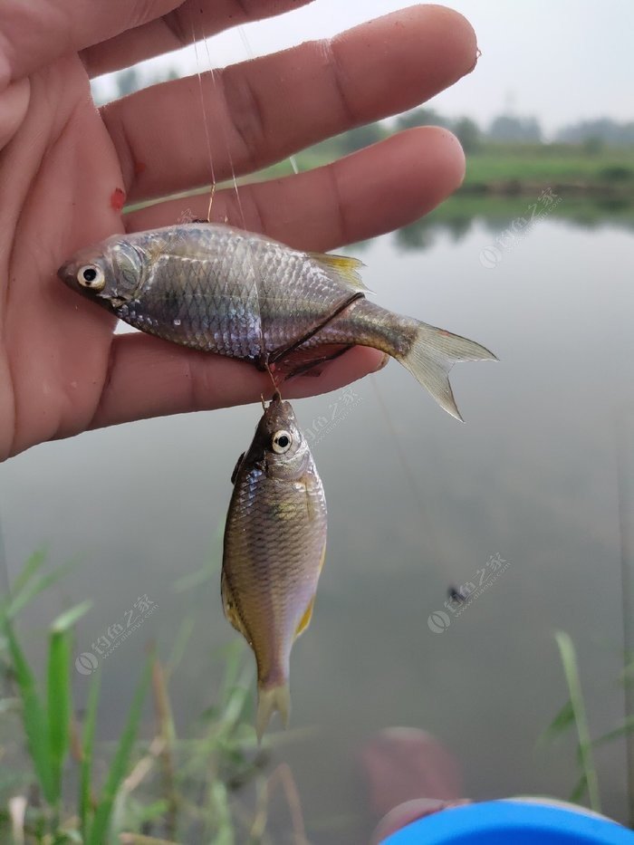 长江钓鳊鱼图片