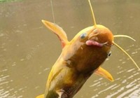 钓黄颡鱼的技巧分享