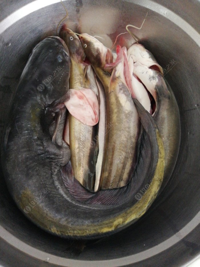 河叉鱼清江鱼图片