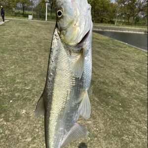 泖田湿地垂钓中心