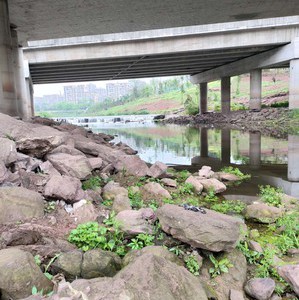 沙坪坝野生钓场