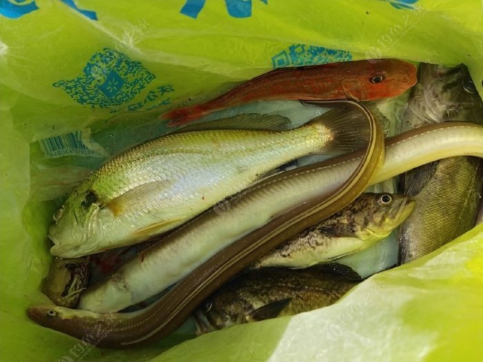 保山龙王塘的鱼图片