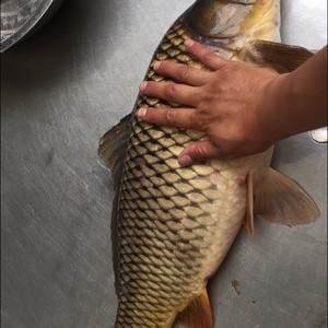 新津县七星湖钓场